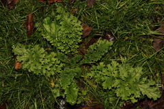 Jacobaea vulgaris