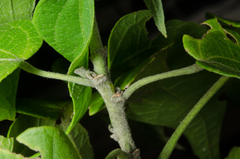 Perrierophytum glomeratum image