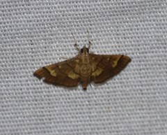 Orphanostigma haemorrhoidalis