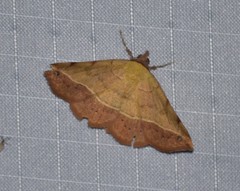 Hemeroplanis floccalis