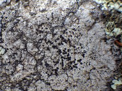 Buellia subdisciformis