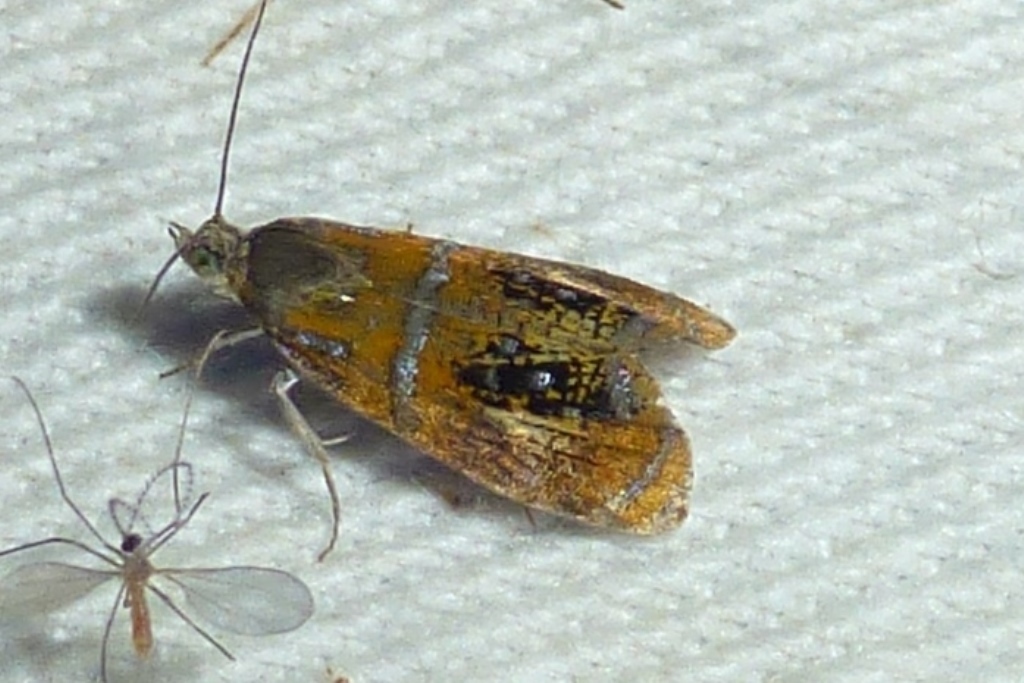 Olethreutes subtilana