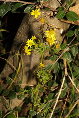 Jacobaea vulgaris