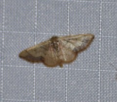 Idaea kendallaria