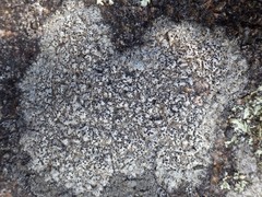 Buellia subdisciformis