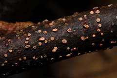 Nectria cinnabarina