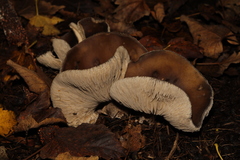 Fungi