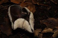 Fungi