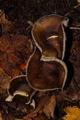 Fungi