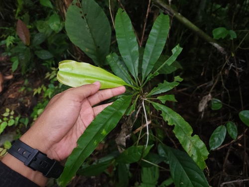 Schuurmansia henningsii in life