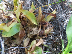 Dwarf Satyrium (Satyrium pumilum)