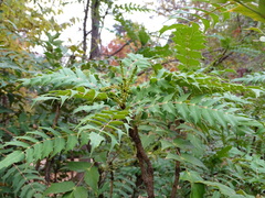 Berberis napaulensis
