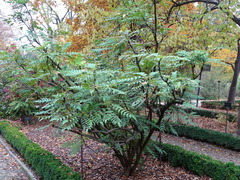 Berberis napaulensis