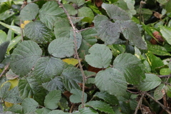 Rubus vestitus