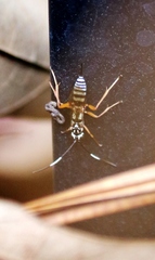 Lymeon orbus