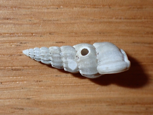 Coarse Wentletrap