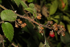 Rubus vestitus