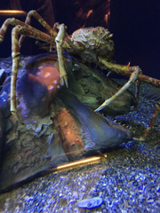 Macrocheira kaempferi