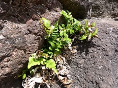 Asplenium decurrens