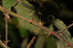 Rubus vestitus