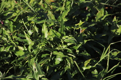 Commelina diffusa diffusa