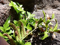 Asplenium decurrens