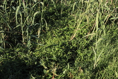 Commelina diffusa diffusa