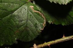 Stigmella aurella
