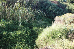Commelina diffusa diffusa