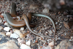 Ctenotus coggeri