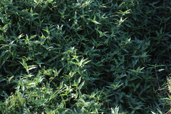 Commelina diffusa diffusa