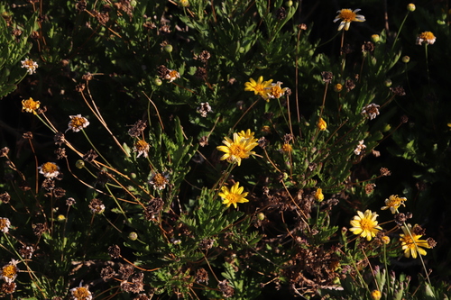 Euryops chrysanthemoides