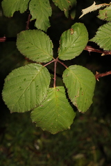 Rubus armeniacus