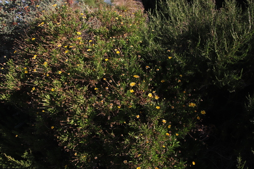 Euryops chrysanthemoides