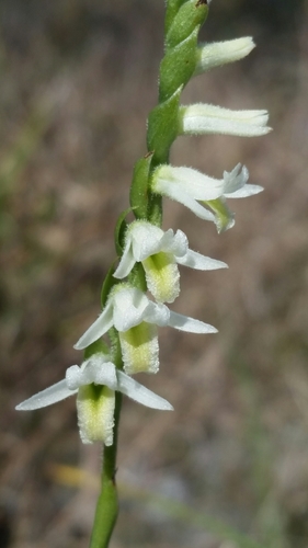 Image of Spiranthes longilabris by (c) Jay Horn, some rights reserved (CC BY)