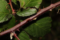 Rubus armeniacus