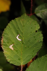 Coptotriche marginea