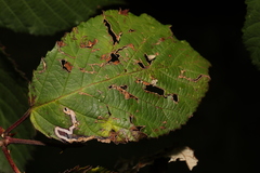 Stigmella aurella