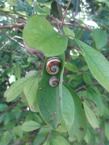 Polymita muscarum