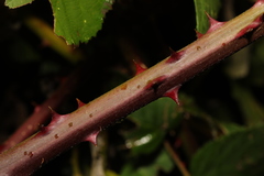 Rubus armeniacus