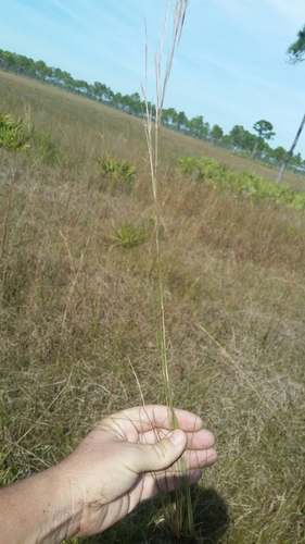 Image of Anatherum perangustatum by (c) Jay Horn, some rights reserved (CC BY)