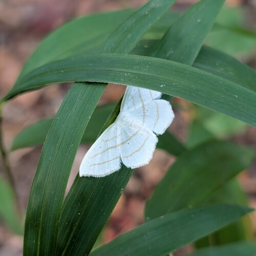 Scopula ordinata photo 4