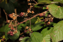 Rubus armeniacus