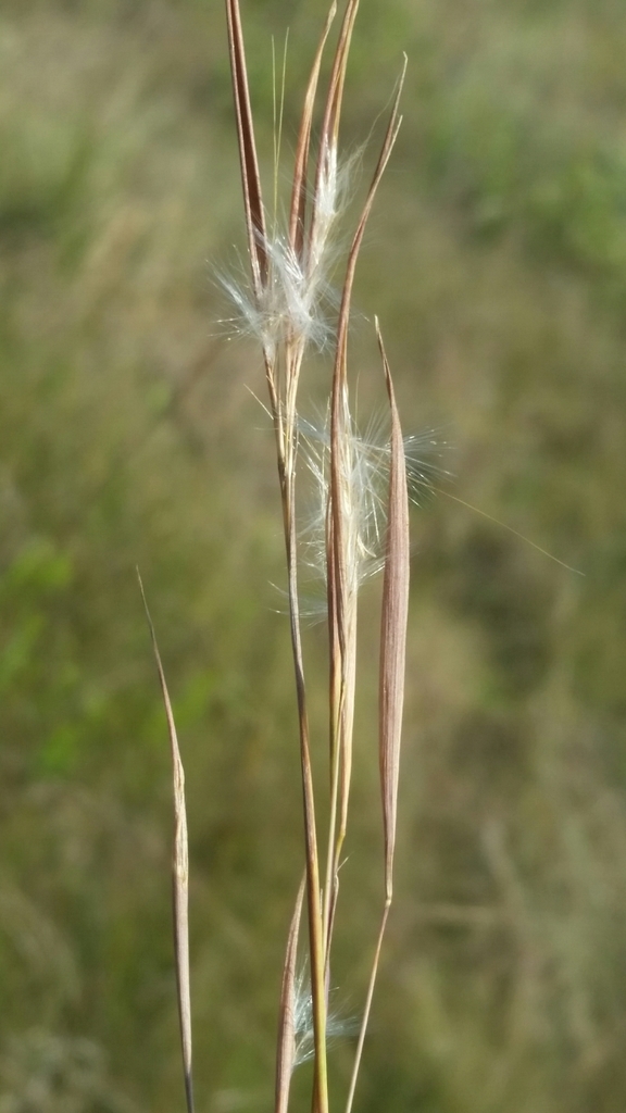 Narrowleaf Bluestem