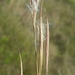 Narrowleaf Bluestem - Photo (c) Jay Horn, some rights reserved (CC BY), uploaded by Jay Horn