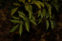 Sambucus nigra