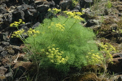 Lomatium klickitatense