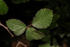 Rubus vestitus