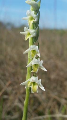 Image of Spiranthes longilabris by (c) Jay Horn, some rights reserved (CC BY)