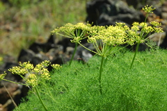 Lomatium klickitatense